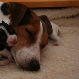 Jack Russell Terrier Puppies from Ground Force Jack Russell Terriers