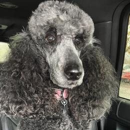 Poodles from Sharp’s Standard Poodles