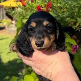 Twin - Black and tan female Dachshund puppy in Santa Rosa, California from Signature Mini Dachshunds