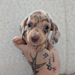 Phaedra - Chocolate and cream female Dachshund puppy in Barnard, Missouri from KB Doxies