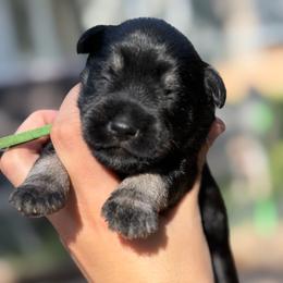 Green Collar Male - Black and silver male Miniature Schnauzer puppy in Brownwood, Texas from Texas Dreams Mini Schnauzers