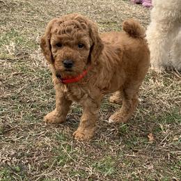 Ginger - Apricot female Poodle puppy in Union Grove, Alabama from Beltane Bonnies