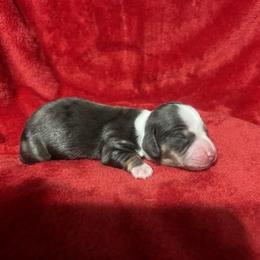 Mia - Dapple female Dachshund puppy in Lehigh Acres, Florida from Ruby Rose Dachshund Dynasty