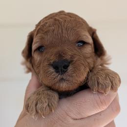Nutmeg - Red  male Poodle puppy in Midland, North Carolina from Alger Farm, LLC