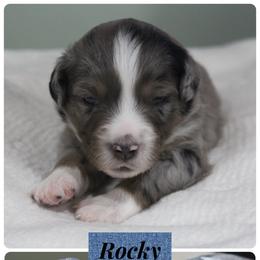 Miniature Australian Shepherd Puppies from Wes Whitehead