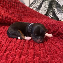 Rose - Sable and white female Shih Tzu puppy in Lexington, North Carolina from SCS Shih Tzus