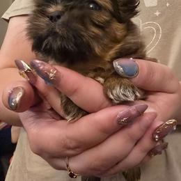 Boy 1 - Black gold and white male Shih Tzu puppy in Norris City, Illinois from Dainty and Darling Shih Tzu