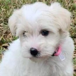 Miniature Schnauzers from Newman Gnaws