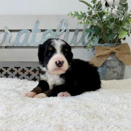 Miss Berry - Tri-color female Bernedoodle puppy in Hegins, Pennsylvania from Bubbling Springs Doodles, LLC