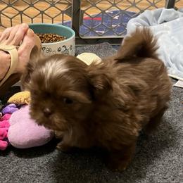 Tony - Chocolate male Shih Tzu puppy in Easley, South Carolina from Full of Shih Tzus
