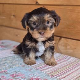Milly - Chocolate and tan female Yorkshire Terrier puppy in Mountain Grove, Missouri from Precious Puppies