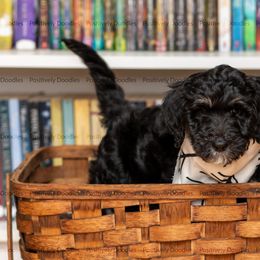 Bernedoodle and Cavapoo Puppies from Positively Doodles