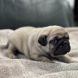Boy 2 - male Pug puppy in Troutman, North Carolina from Ohana Pugs
