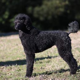 Pandora - Poodle