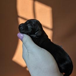 Phoenix - Black male Dachshund puppy in Hiddenite, North Carolina from Dannie's Doxies