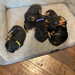Dachshund Puppies from Pigeon Hill Dachshunds