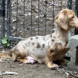 Thursday - Dachshund