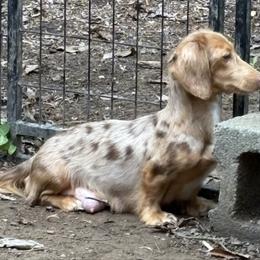 Thursday - Dachshund