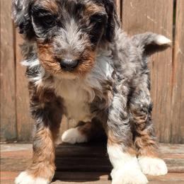 Purple - Blue merle female Bernedoodle puppy in Lexington Park, Maryland from SUNNY SIDE DOODLES