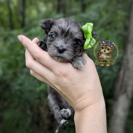 Korean Merle Yarrow - Merle male Morkie puppy in Barren Springs, Virginia from Seeking Shalom Acres Maltese, Maltipoos & Havamalts