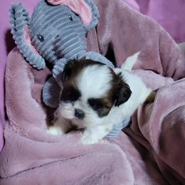 Thumbleleena - Brindle and white female Shih Tzu puppy in Cartersville, Georgia from 100 Acre Woods Shih Tzu Plantation