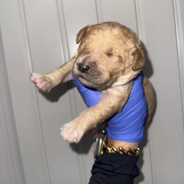 Girl 1 - Apricot female Goldendoodle puppy in Fayetteville, Arkansas from Silver Hill Farm