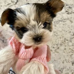 Shih Tzu and Yorkshire Terrier Puppies from Yuma Yorkie Town