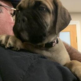 Bullmastiff Puppies from Curnwood’s Bullmastiff’s