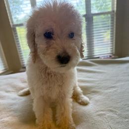 Mr. Cotton - Cream male Poodle puppy in Midlothian, Texas from Pristine Puppies & Signature Studs