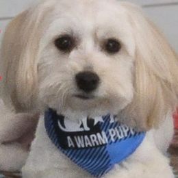 River - Havanese
