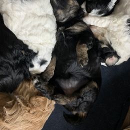 Bernedoodle and Poodle Puppies from Luck O the Doodle