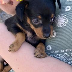 Prague Ratter Puppies from North Star Gem’s Prague Ratters