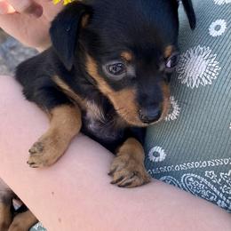 Prague Ratter Puppies from North Star Gem’s Prague Ratters