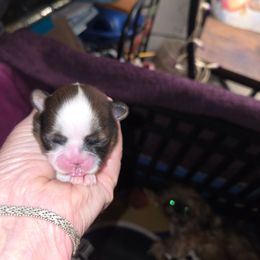 Female 2 - Gold and white female Shih Tzu puppy in Hampstead, Maryland from Shawny's Shih Tzus