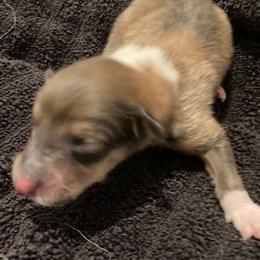 Chachi - Sable and white male Collie puppy in Yulee, Florida from Three Collie Farm