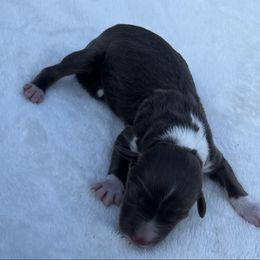 Alberta - Brown and white female Aussiedoodle puppy in Cleveland, Tennessee from C&S Kennels