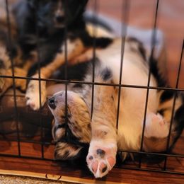 Australian Shepherd Puppies from Summit Australian Shepherds