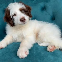 Romance (white) - Red tri-color male Aussiedoodle puppy in Watertown, Wisconsin from Little Bear Paws Aussiedoodles
