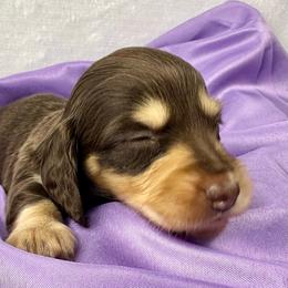 Faith - Chocolate and cream female Dachshund puppy in Mesquite, Texas from AB Dachshund