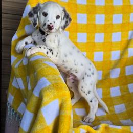 Scar (LUA Liver Longcoat) - White and liver brown male Dalmatian puppy in Salem, Missouri from Paradise Spots Dalmatians