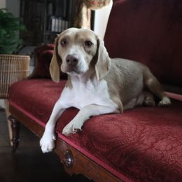 Patty - Beagle