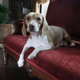 Patty - Beagle