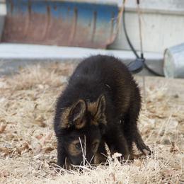 German Shepherd Puppies from Journey's German Shepherds (Kennel Vom Himmel)