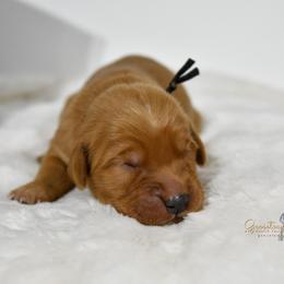 Black F - Golden Retriever puppy in Hall, Montana from Goosetown Goldens
