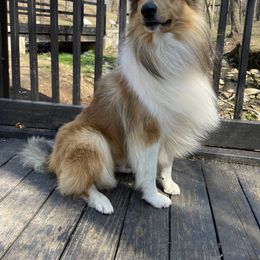 Apollo - Collie