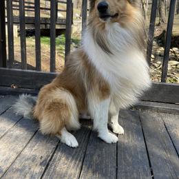 Apollo - Collie