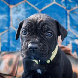 Green Collar - Black female Cane Corso puppy in Houston, Texas from Zenith Cane Corso