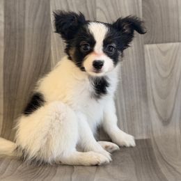 Ursula - White black and tan female Papillon puppy in Joshua, Texas from Summertime Kennels
