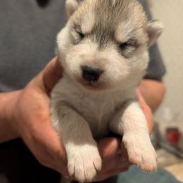 Major - Gray and white male Siberian Husky puppy in Wisconsin from Liberty Siberians