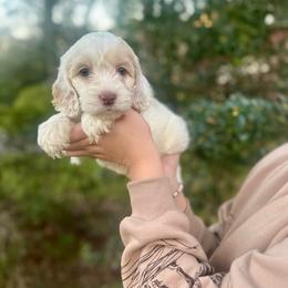 Sandy - Cream female Cockapoo puppy in Tallahassee, Florida from Panhandle Pups